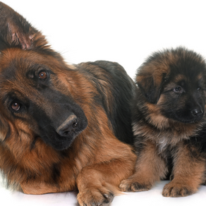 How much are German Shepherds anyway?