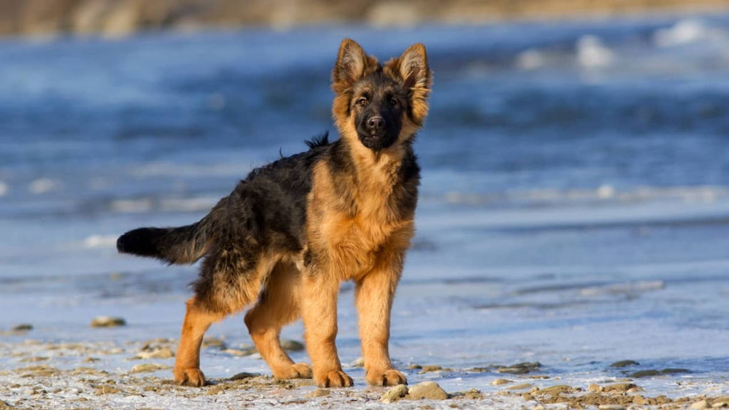 gsd double coat dog