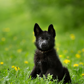 10 Best Foods for German Shepherd Puppies