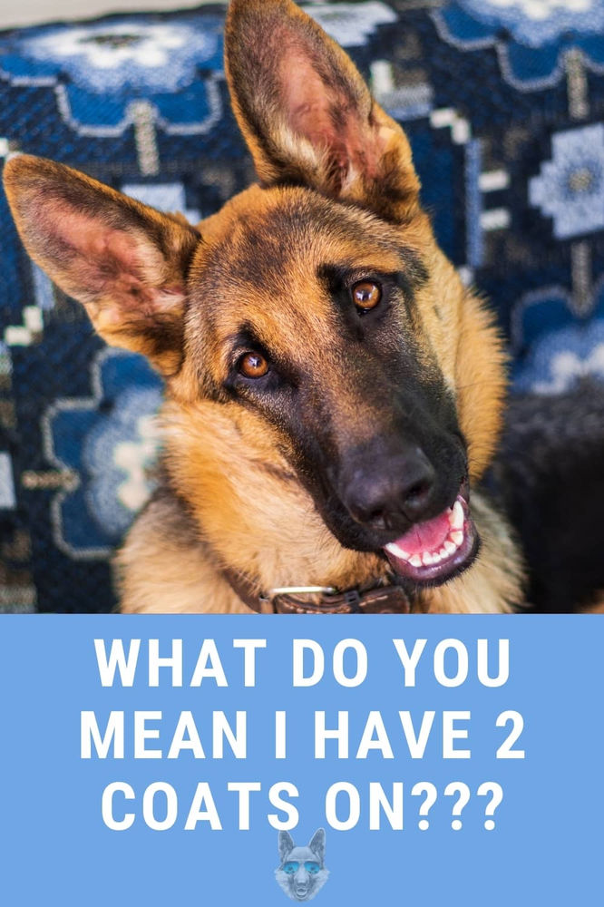 All You Need To Know About Double Coat Dogs