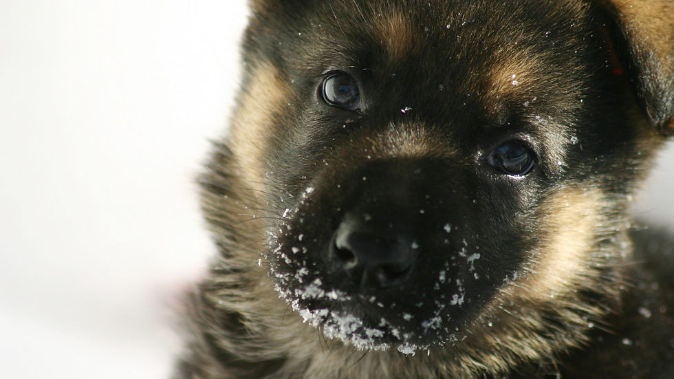 cute snowy puppy face