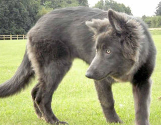 All grey german shepherd hotsell