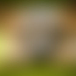 Why Your Dog's Paws Deserve Extra Love: The Importance of Paw Care