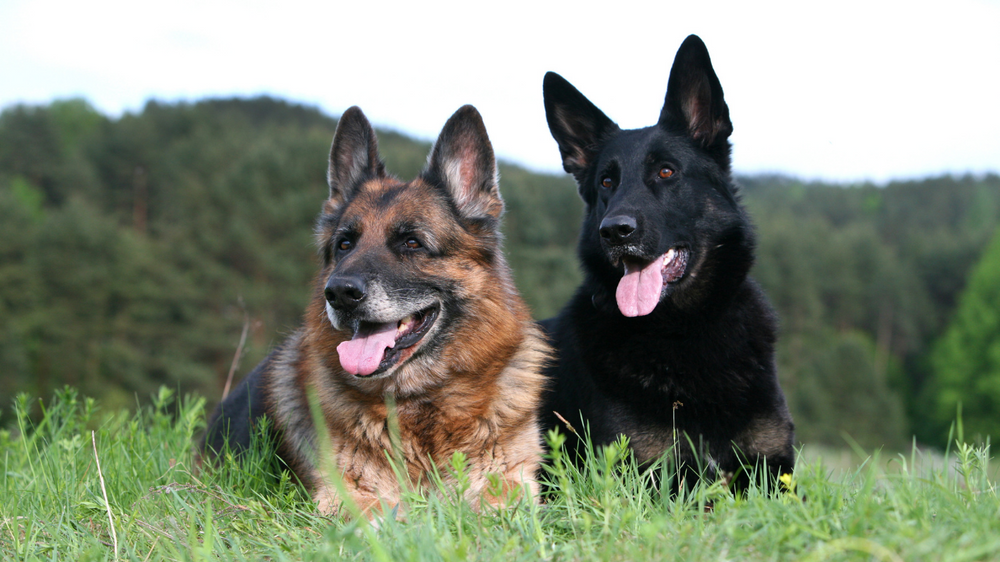 Should I get Pet Health Insurance for my German Shepherd? Should I get Pet Health Insurance for my German Shepherd?