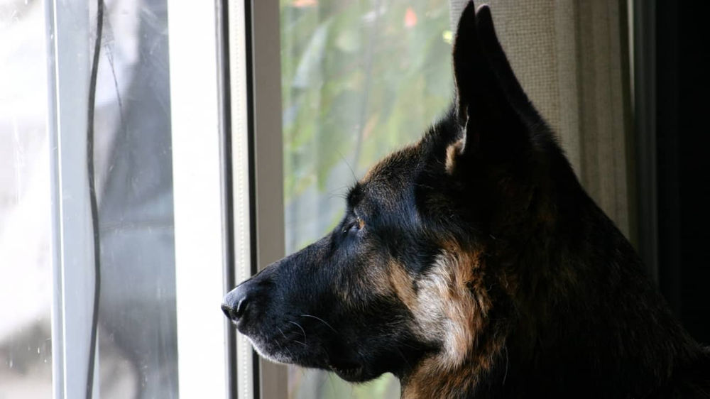 7 Things to Think About When Homing a German Shepherd in an Apartment