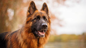 20 Under $20 - Our Favorite, Must Have Dog Items