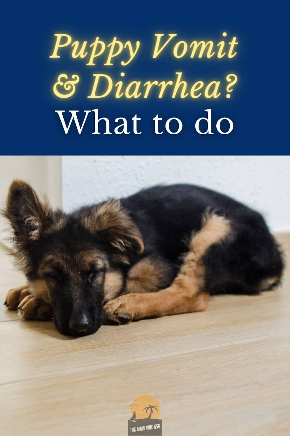 Puppy Diarrhea and Vomiting Causes and How to Treat it