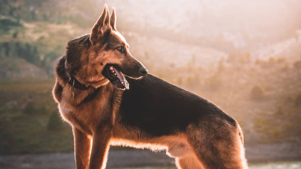 How to Register Your Dog as a Service Dog