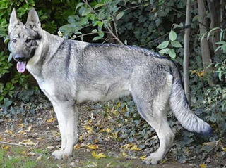 Grey german shepherd sales