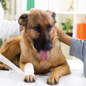 Should I get Pet Health Insurance for my German Shepherd?