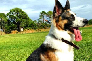 15 Shades of a German Shepherd