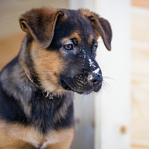 Why does my German Shepherd puppy have floppy ears?