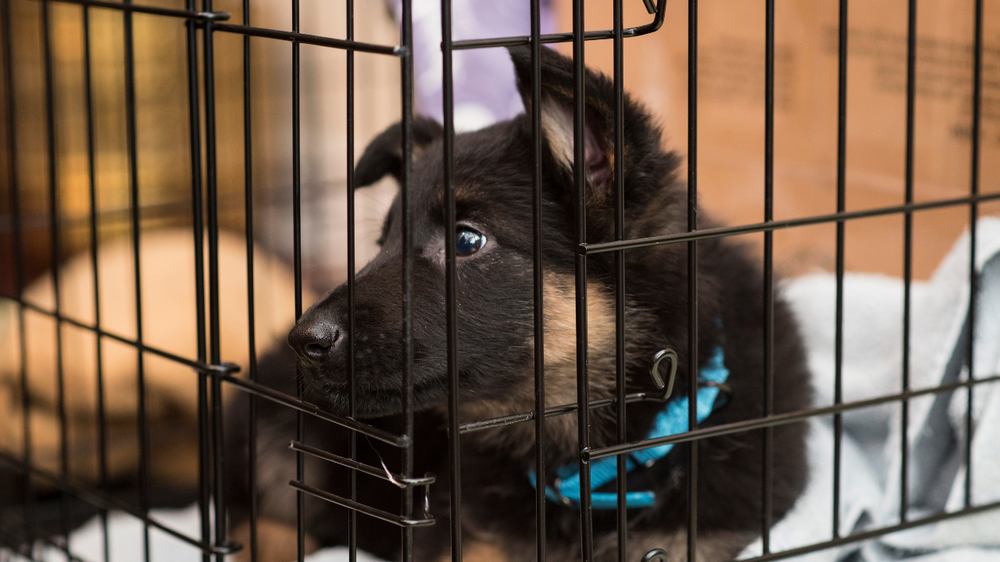 Crate Training a German Shepherd Puppy What to Expect