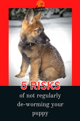 german shepherd deworming