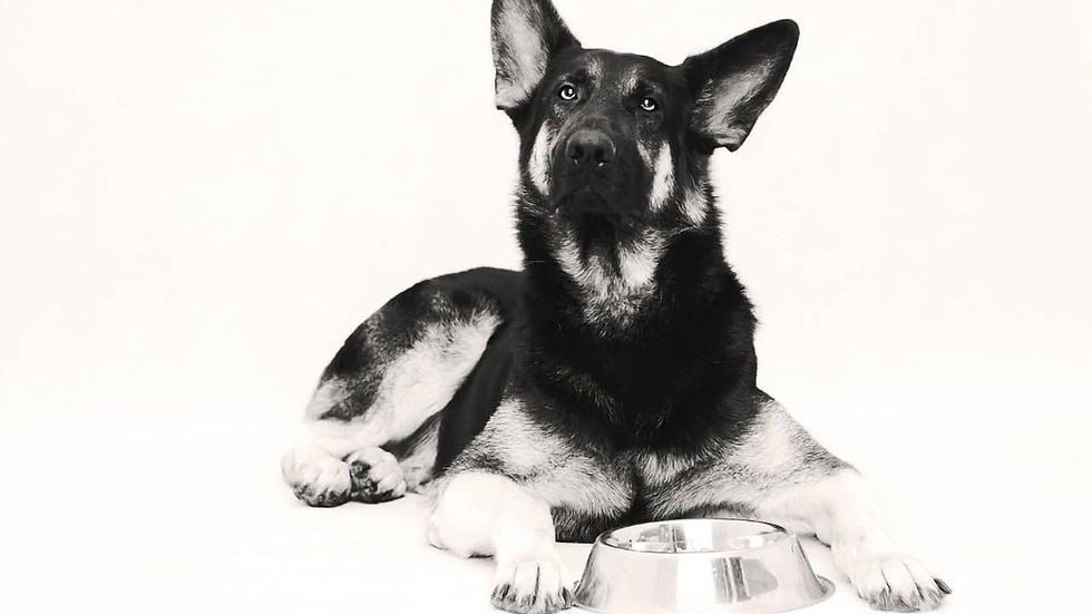 Why Should You Consider a Raw Food Diet for Dogs?