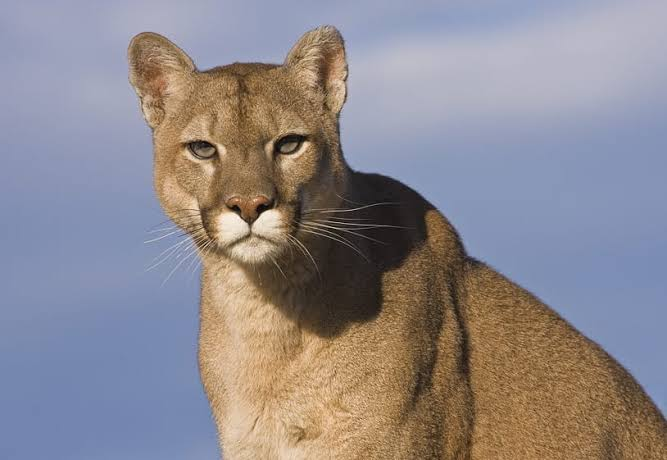 Puma Concolor