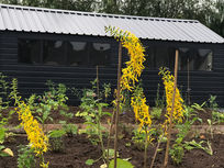 Garden Tour - Nicola Brown