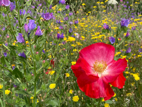 The Vital Importance of Spray-Free Gardens