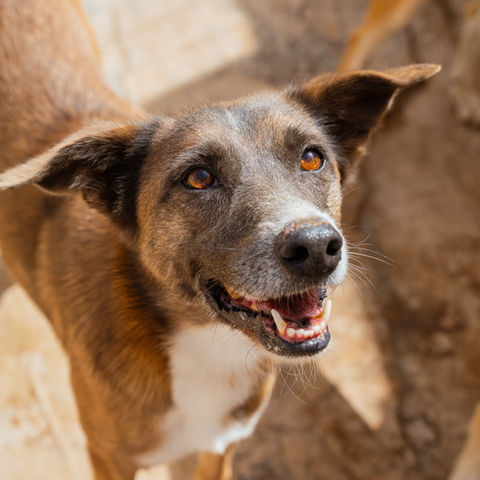SEX: FEMale
SIZE: Medium
DOB: 1 AUGUST 2019
AT OSPA SINCE: 23 SEPTEMBER 2022
SPECIAL NEEDS: No
International ADOPTION: yes

PERSONALITY:
Good temperament, confident, independent

HISTORY:
Found tied to the front gate, very underweight.  We named her Rainha because this means ‘Queen’.  We wanted her to feel like a queen and she definitely does.  She loves human attention especially an ear scratch.