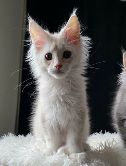 maine coon male red silve