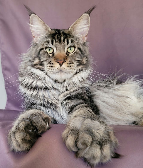 maine coon Lionzo Perfecto_edited.jpg