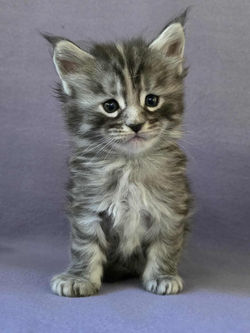 femelle black silver tortie clasique