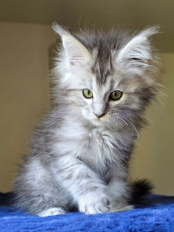 chaton maine coon femelle black silver