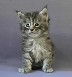 femelle black silver tortie clasique_edited