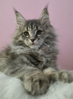 femelle bleu tabby tortie