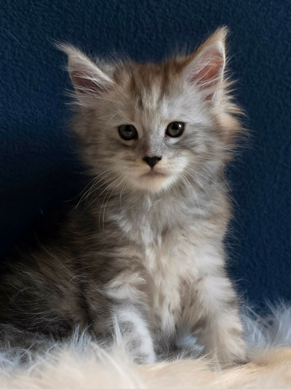 maine coon femelle black silver