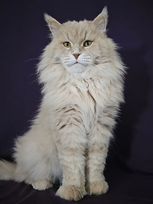 maine coon lionzo
