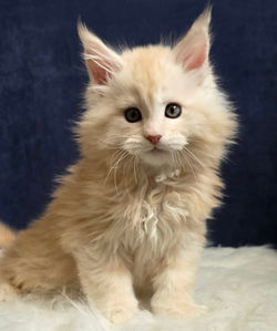 maine coon chaton #1 male creme roux_edited