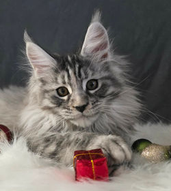 femelle black silver tortie classique_edited