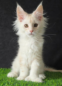 maine coon male red silve