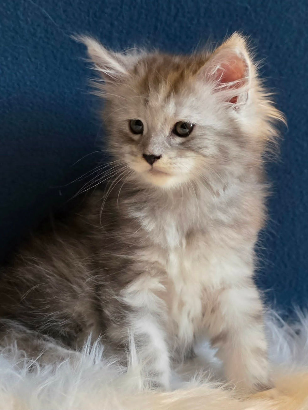 maine coon femelle black silver
