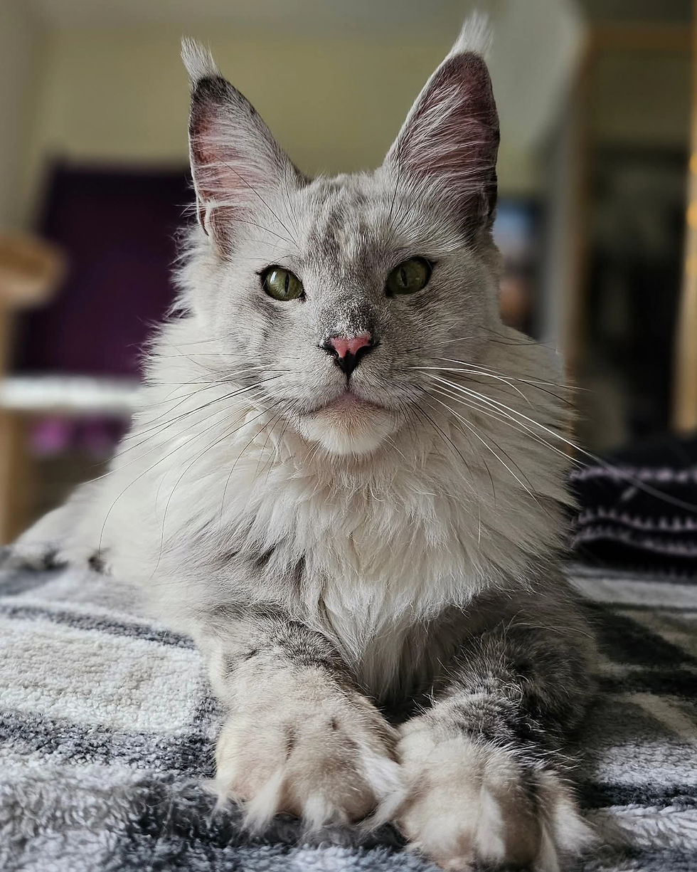 maine coon MeowMeow