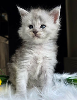 maine coon chaton high smoke
