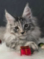 femelle black silver tortie classique