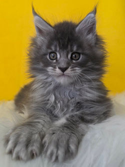 maine coon bleu tabby