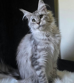 maine coon femelle  black silver.jpg