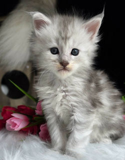 maine coon chaton bleu silver