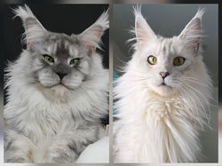 maine coon Bigdaddy et Prettygirl