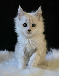maine coon femelle bleu silver Chinchilla