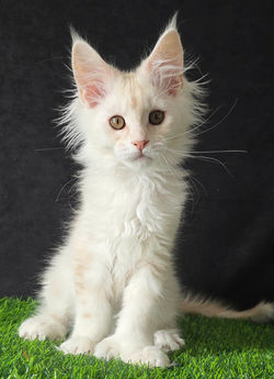 maine coon male red silve