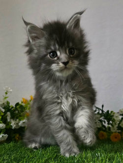 maine coon bleu tabby