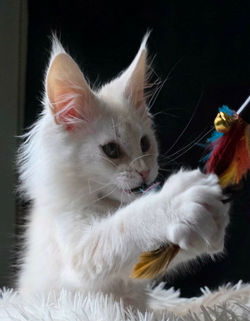 maine coon male red silver