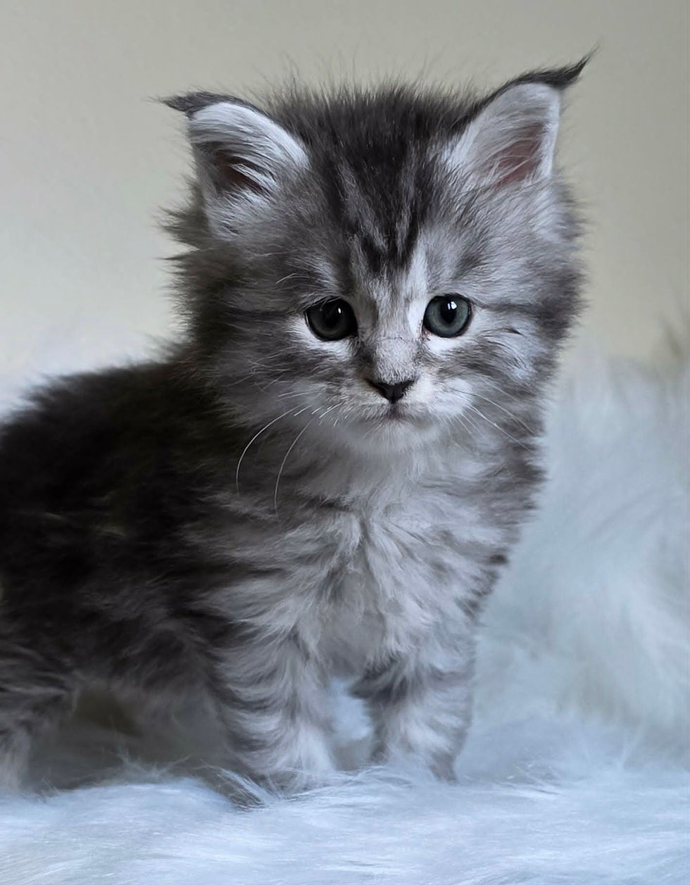chaton maine coon femelle black silver .jpg.jpg