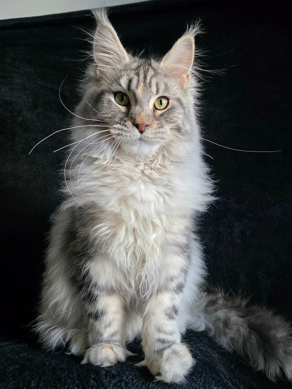 femelle brown tabby tortie