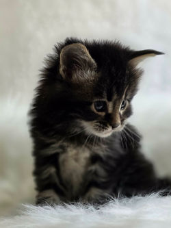 maine coon brown tabby  .