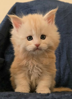 maine coon chaton #1 male creme roux.jpg